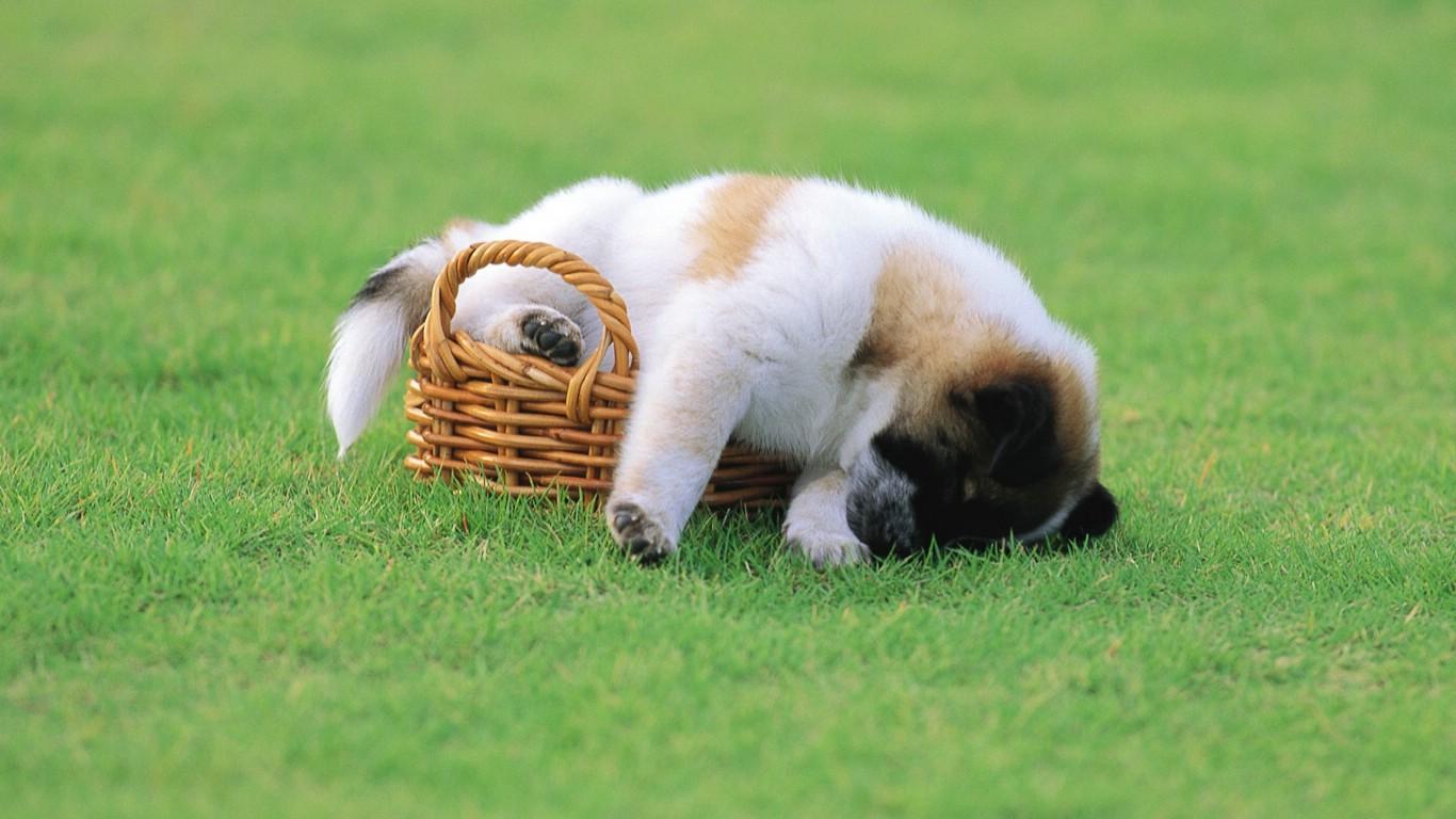 桥东猫咪宠物医院不错