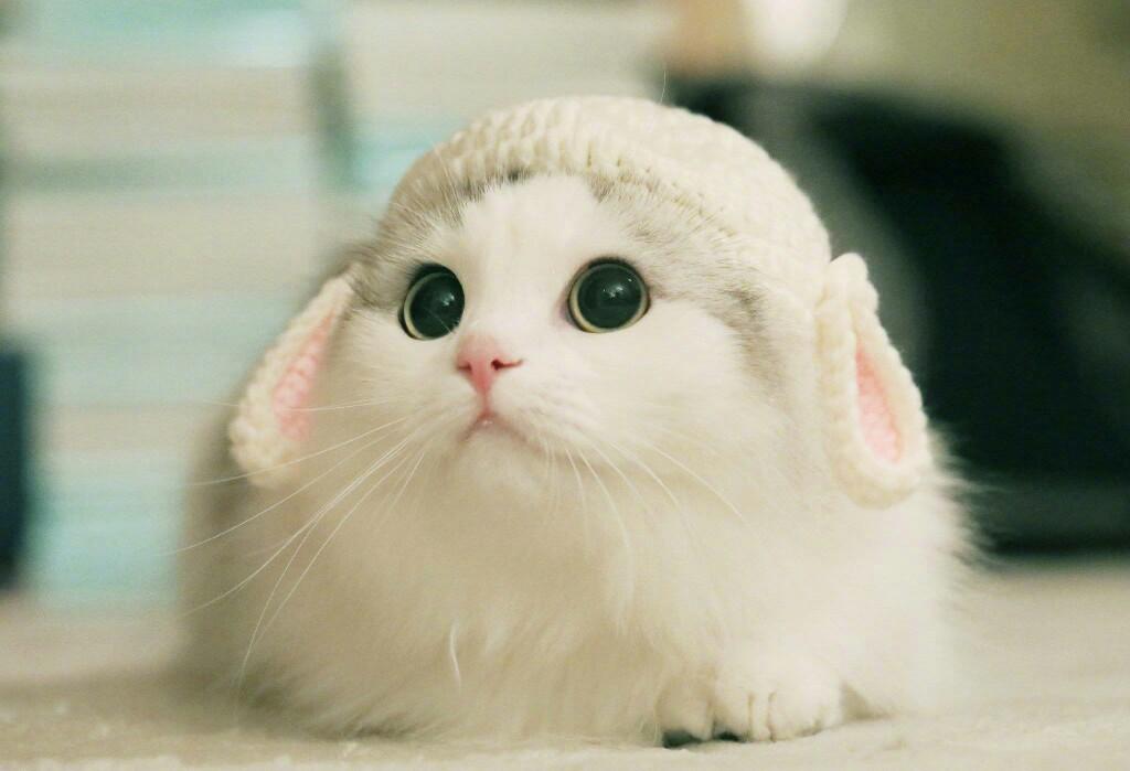 猫感冒了不吃不喝怎么办